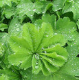 Picture shows green Lady's Mantle