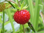 Picture shows one wild strawberry