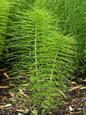 Picture shows green Horsetail