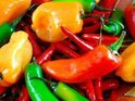Picture shows Hot Pepper