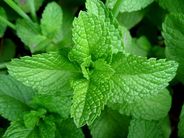 Picture shows green mint