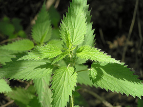 Picture shows green nettle