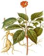 Picture shows Ginseng