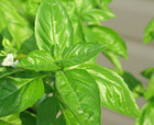 Picture shows green Basil