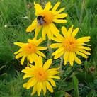 Picture shows yellow Arnica