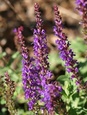 Picture shows purple Meadow Sage