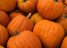 Picture shows at least 8 big, orange pumpkins