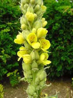 Picture shows yellow Mullein