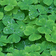 Picture shows green Clover
