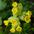 Picture yellow Cowslip