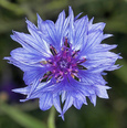 Picture shows blue Cornflower