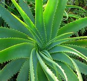 Picture shows green Aloe Vera