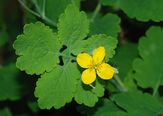 Picture shows yellow Celandine