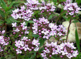 Picture shows purple Savory